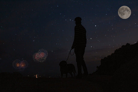 How to prepare your dog for fireworks season - Very Important Pets Shop