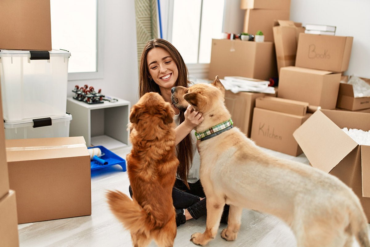 Moving House with a Dog: Essential Tips for Success - Very Important Pets Shop