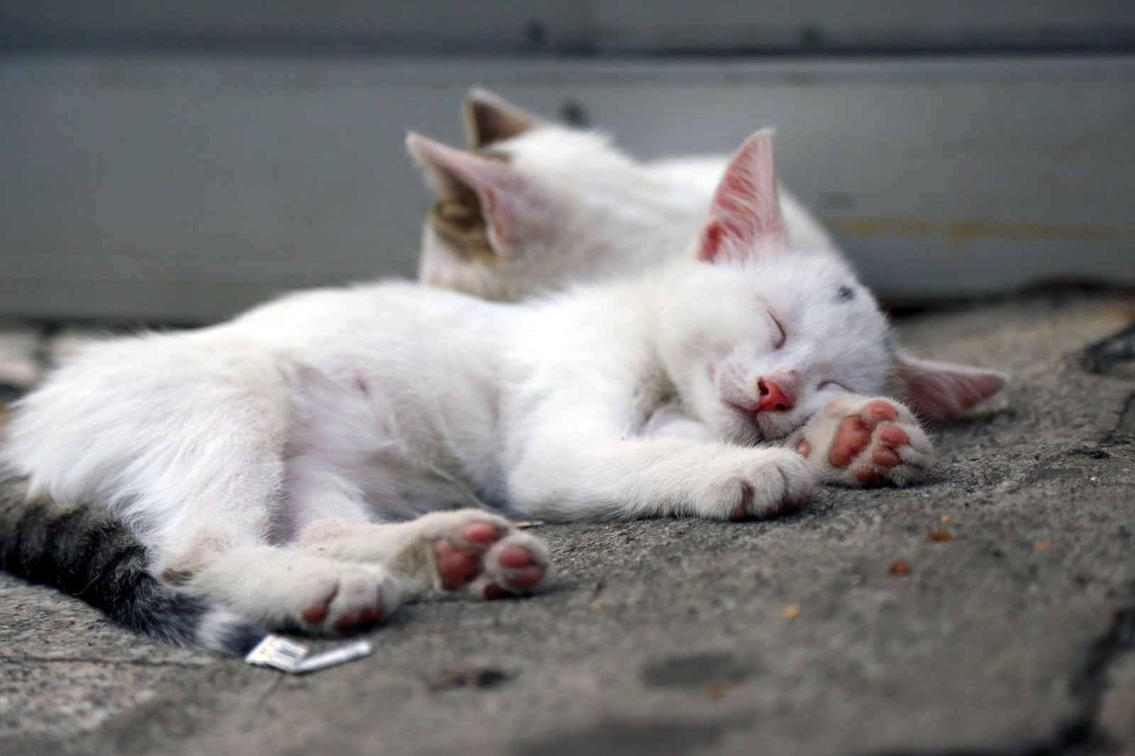 Sleepy Kitties: Why Cats Sleep So Much - Very Important Pets Shop