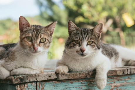 The Psychology Behind Your Cat's Mysterious Behaviour - Very Important Pets Shop