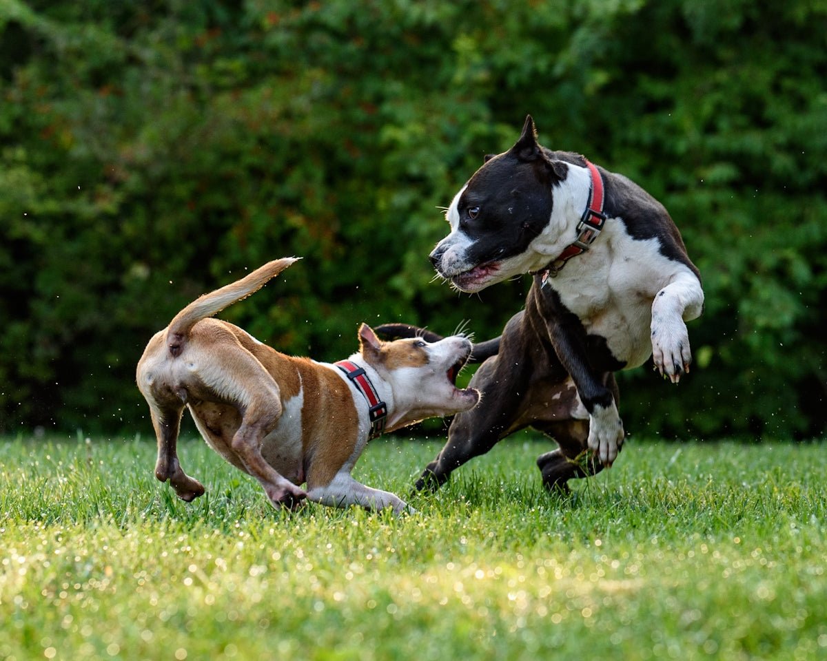 The Ultimate Guide to Dog Training Tips - Very Important Pets Shop