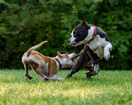 The Ultimate Guide to Dog Training Tips - Very Important Pets Shop