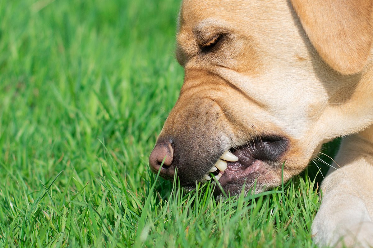 Unravelling the Mystery: Why Do Dogs Eat Grass? - Very Important Pets Shop