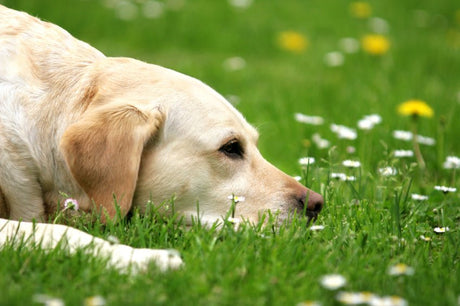 Unravelling the Mystery: Why Do Dogs Eat Grass? - Very Important Pets | Shop