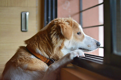 What Are Some Ways to Deal with a Dog's Separation Anxiety? - Very Important Pets | Shop