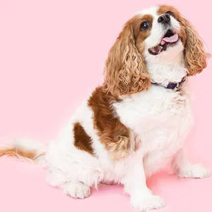 Cavalier King Charles dog looking up, pink background