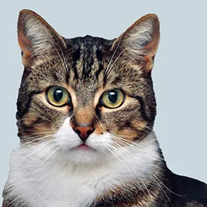 Cat looking at the camera with light blue background