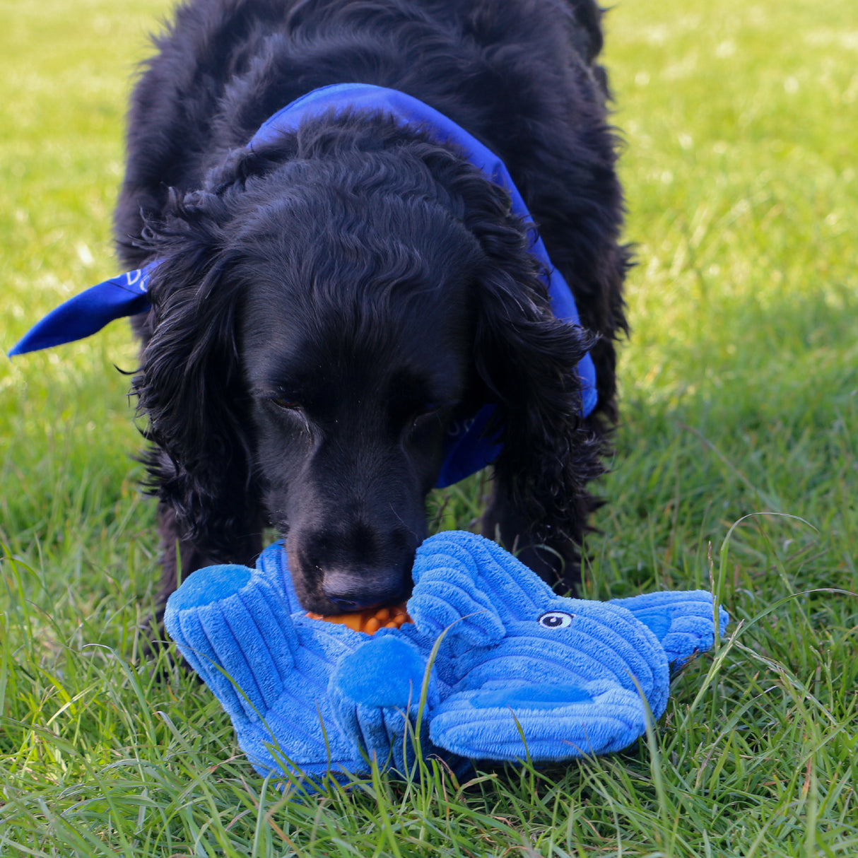 Ancol Örva Treat Tummy Elephant Dog Toy