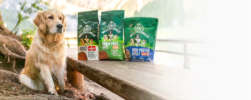 Picture of a dog beside three James Wellbeloved dry food range bags on a bench outside. 