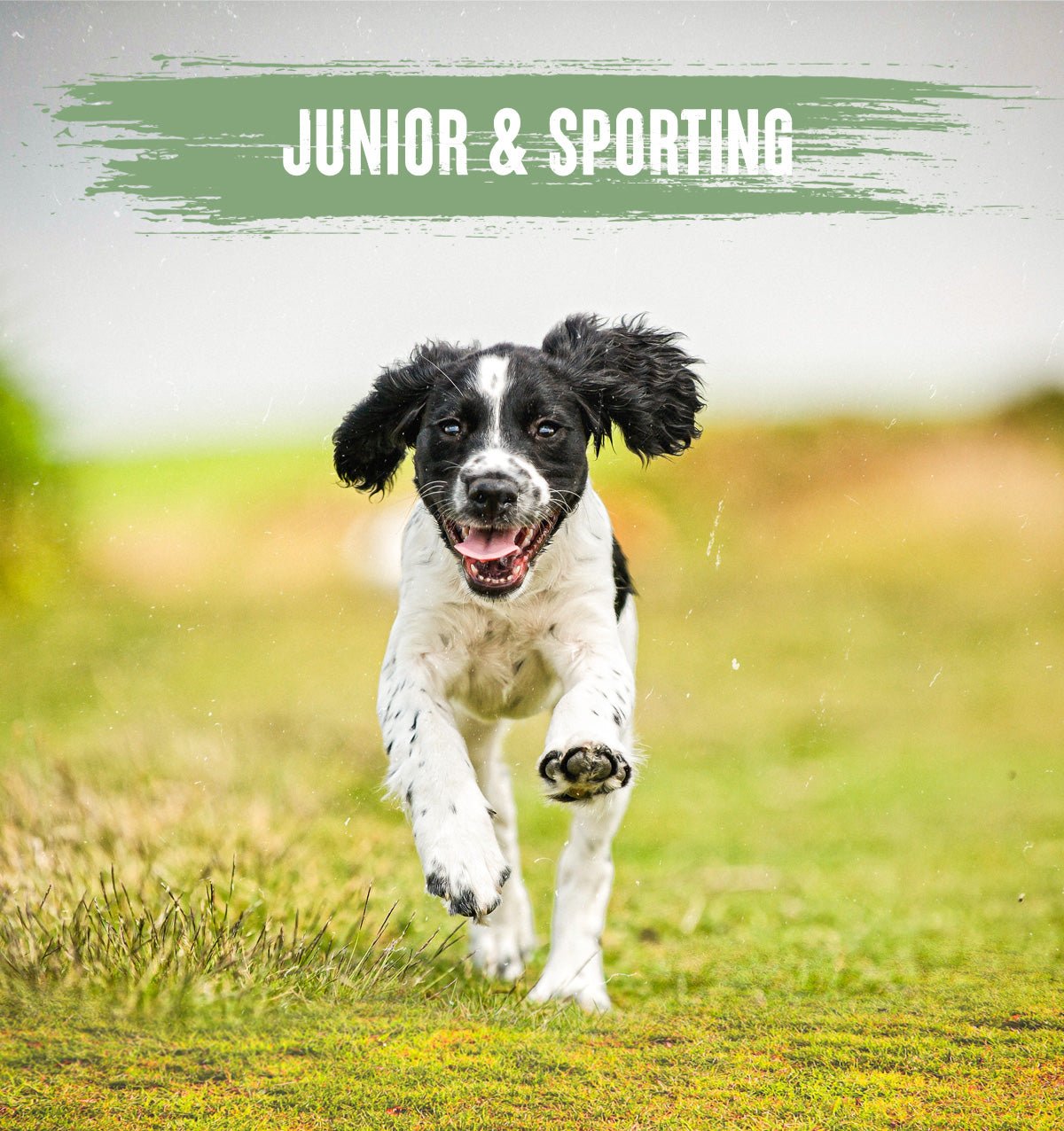 Alpha Adult Junior & Sporting Dry Dog Food - 15 kg, Alpha,