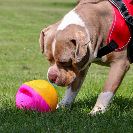 Ancol Örva Interactive Treat Ball, Ancol, Large