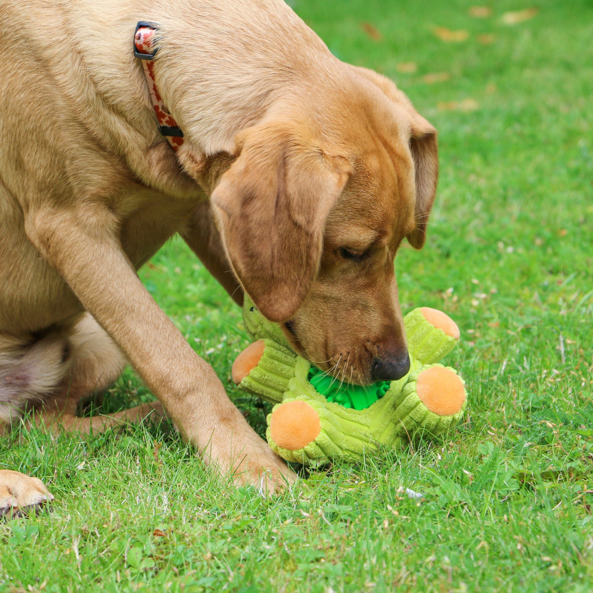 Ancol Örva Treat Tummy Frog Dog Toy, Ancol,