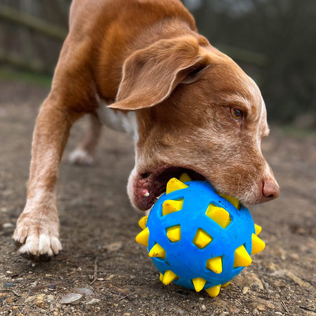 Ancol Playtime Chase Atomic Ball - x3 Dog Toys, Ancol,