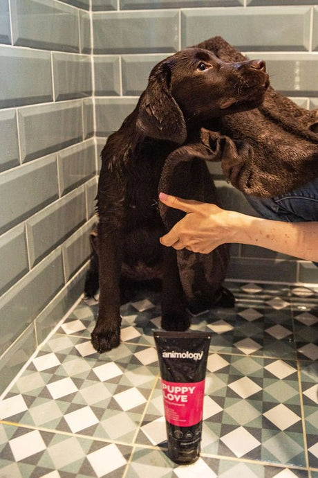 Animology Puppy Love Puppy Shampoo - 6 x 250ml, Animology,