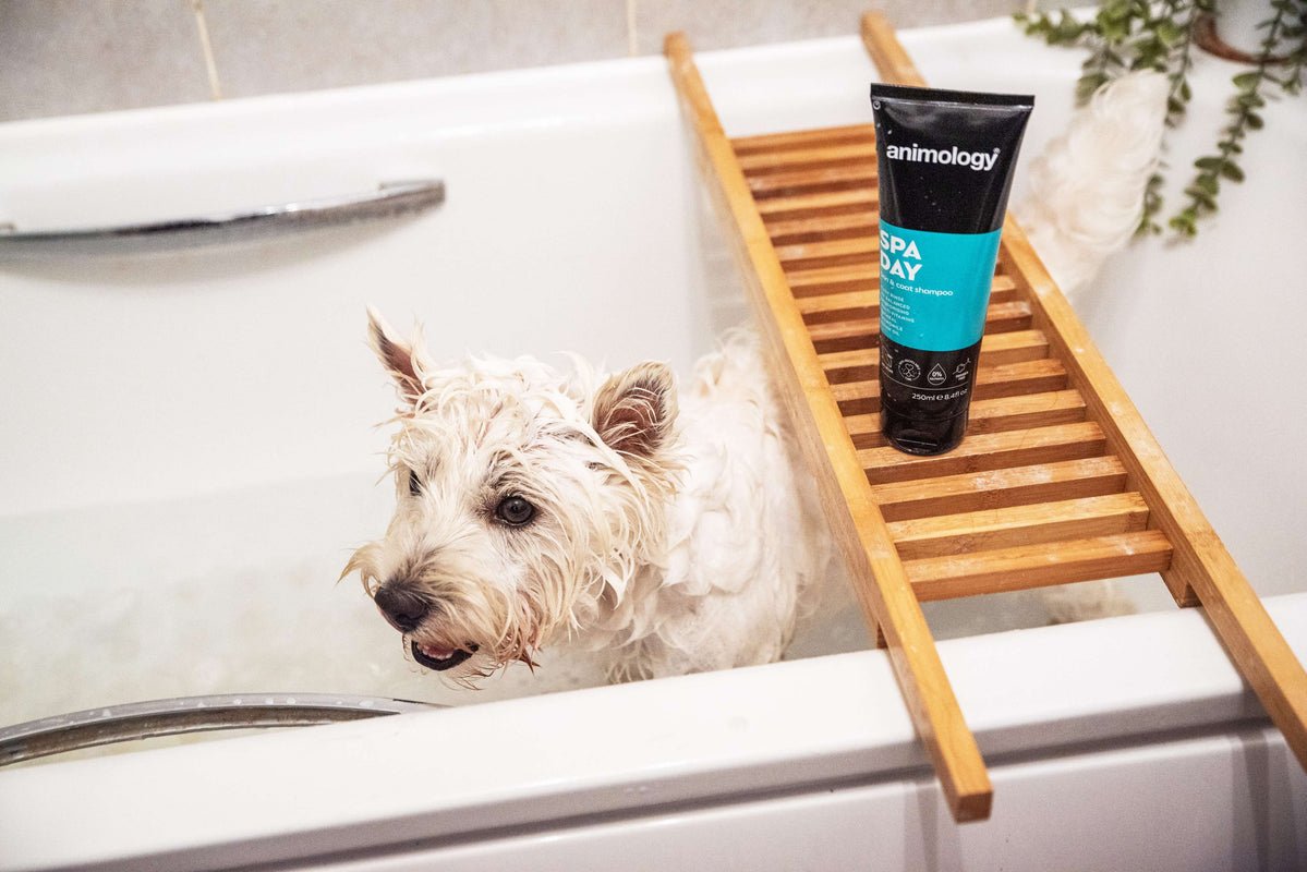Animology Spa Day Skin & Coat Shampoo - 6 x 250ml, Animology,