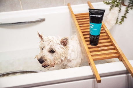 Animology Spa Day Skin & Coat Shampoo - 6 x 250ml, Animology,