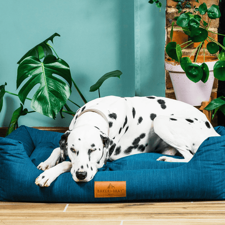 Baker & Bray The Ultimate - Teal Blue - Green, Eco Orthopaedic Luxury Dog Bed, Baker & Bray, L (100cm)