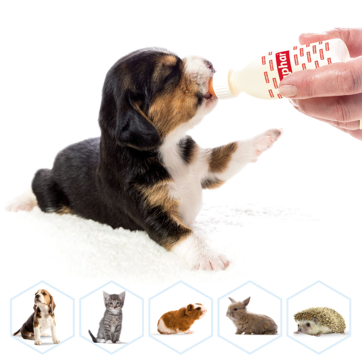 Beaphar Lactol Milk Replacer Feeding Set - 6 x Pack, Beaphar,