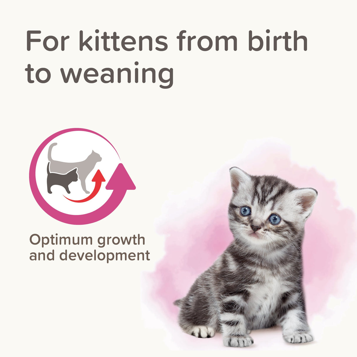 Beaphar Lactol Milk Replacer for Kittens – 250g, Beaphar,