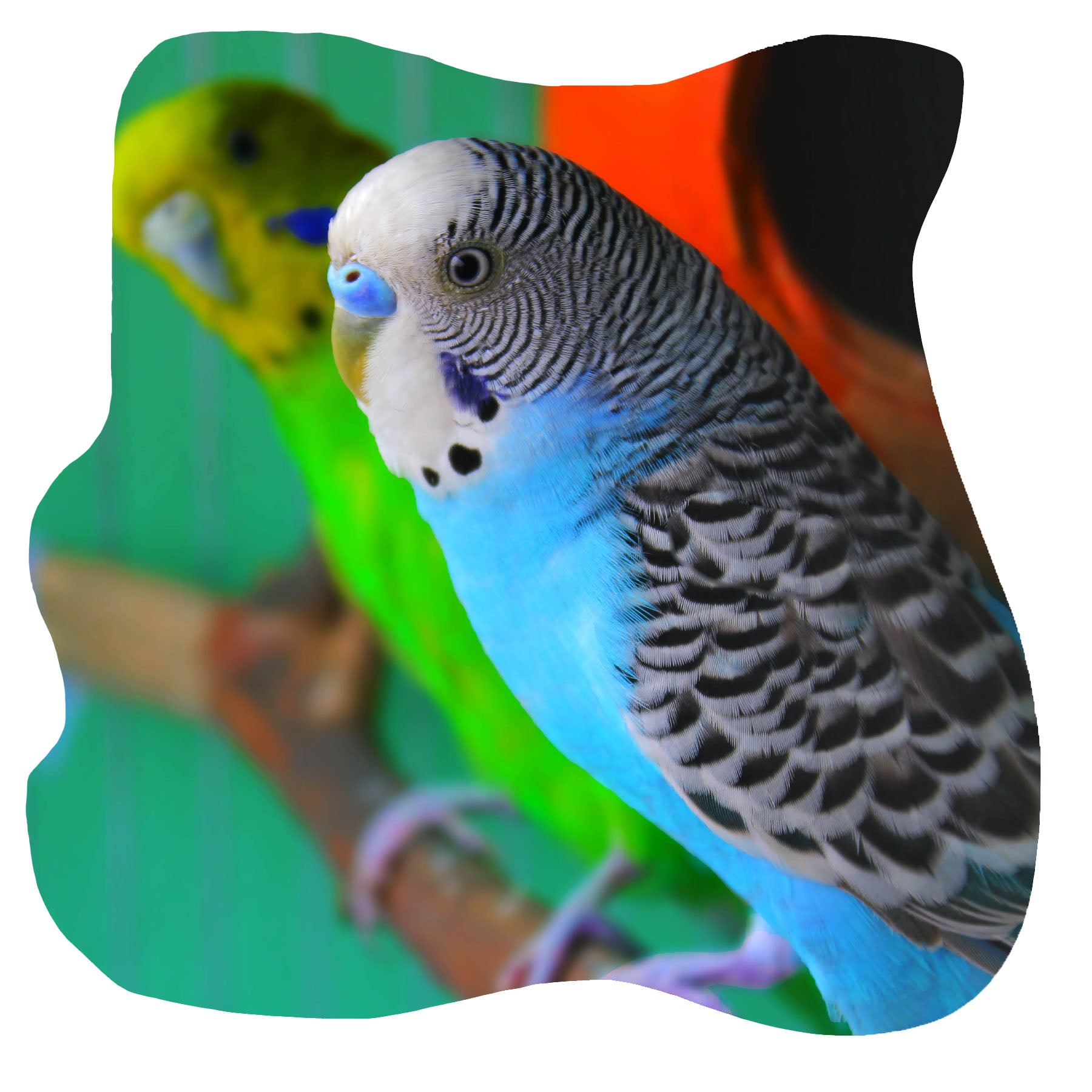 Two colourful budgies sitting on a perch side on. Bird products link