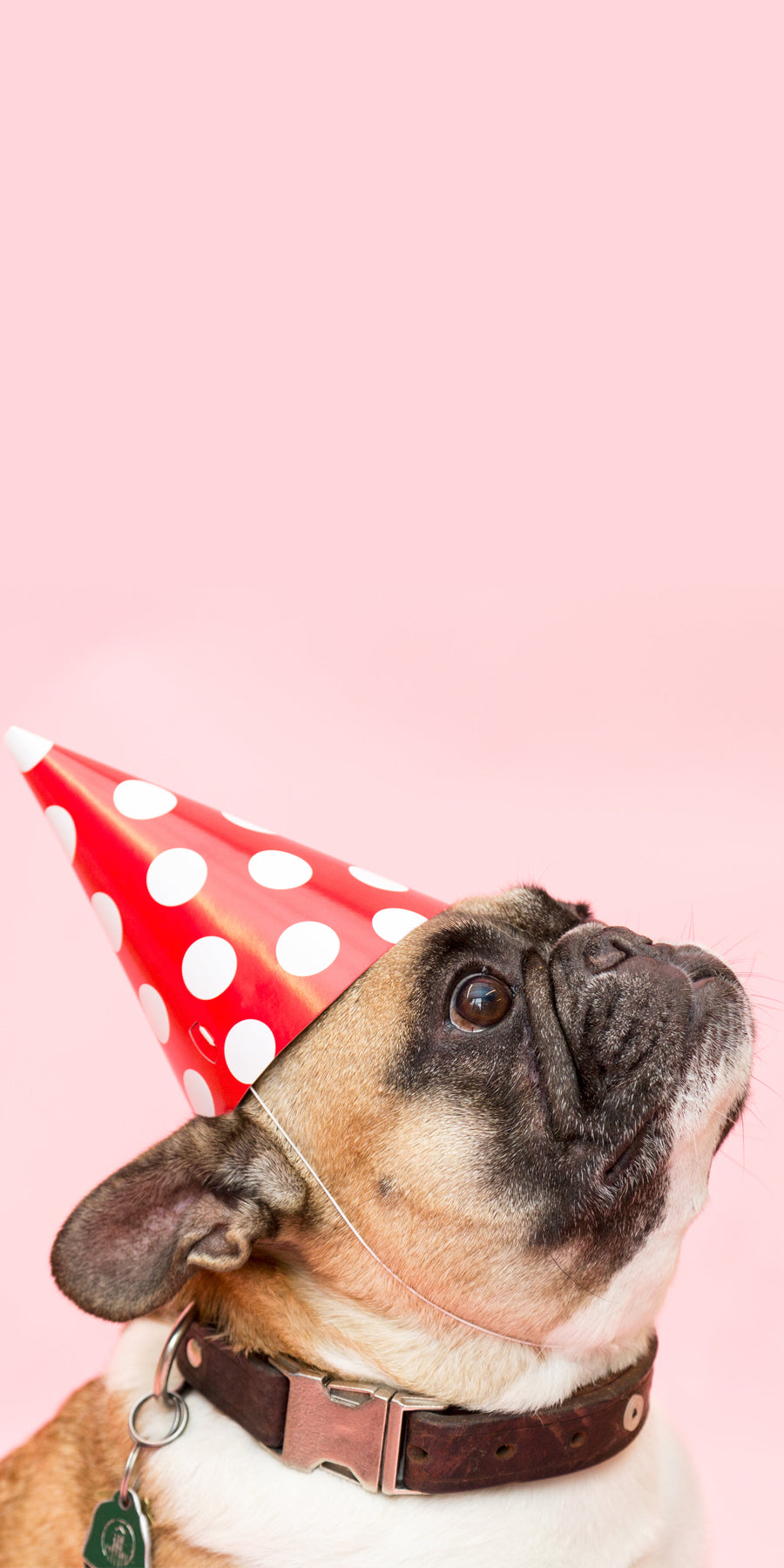 Frenchie dog with a red spotted party hat on looking up