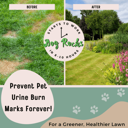 Dog Rocks 200g – Natural Lawn Burn Prevention for Pets, Dog Rocks,