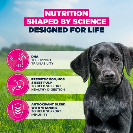 Eukanuba Puppy Large Breed Fresh Chicken Dry Dog Food, Eukanuba, 12 kg