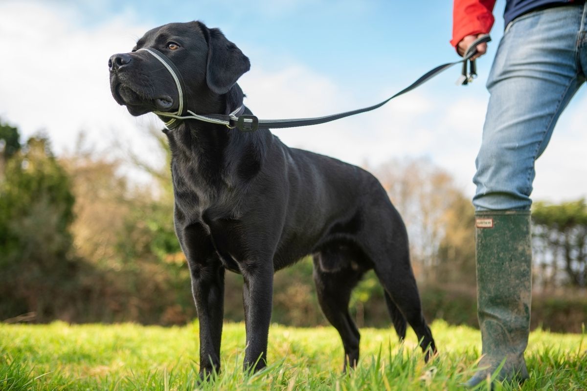 Gencon All - In - One Reflective Clip to Collar Headcollar & Lead Left Hand, Gencon,