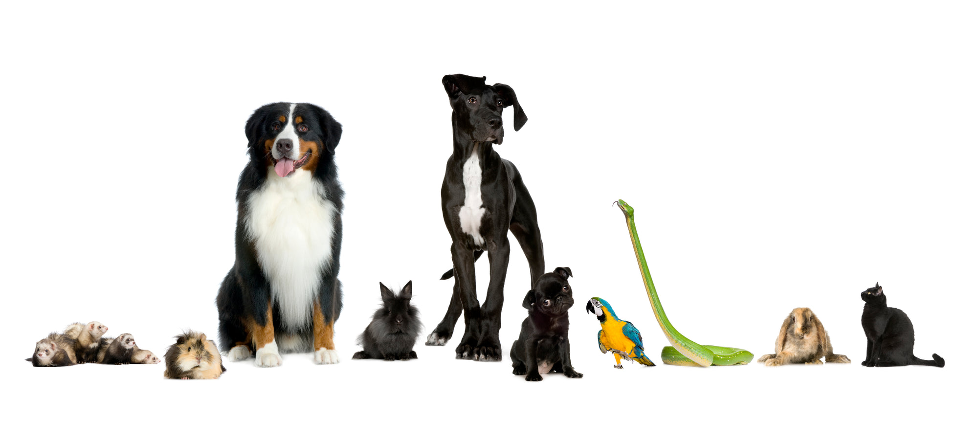 Pet Advice top of page banner image of various pets on a white background
