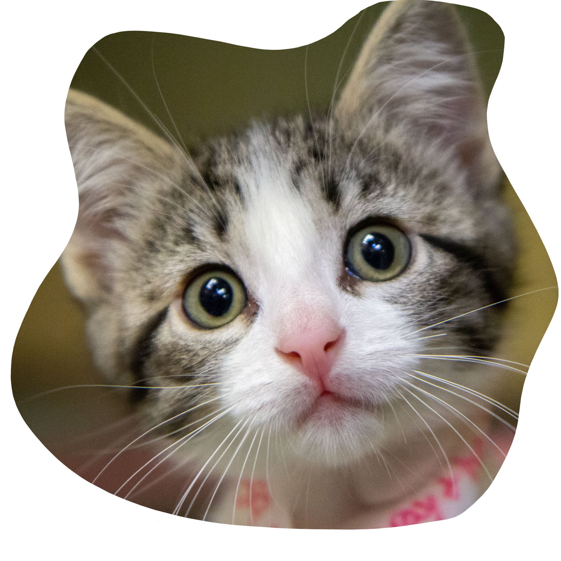 Kitten with green eyes looking at the camera. Cat products link