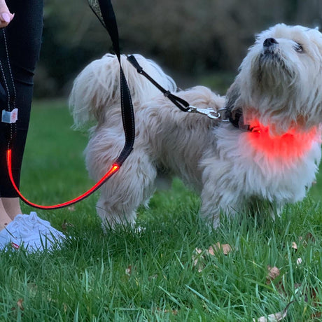 Lilly & Jake LED Dog Lead Red, Lilly & Jake,