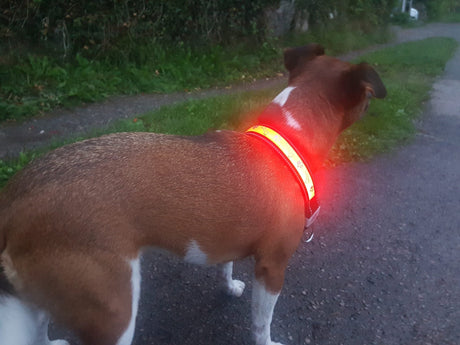 Lilly & Jake Red LED Dog Collar, Lilly & Jake, Large