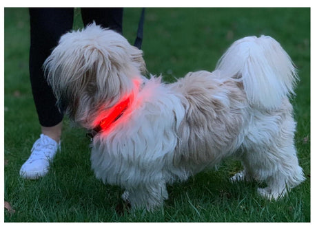 Lilly & Jake Red LED Dog Collar, Lilly & Jake, Large