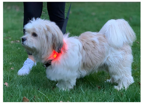 Lilly & Jake Red LED Dog Collar, Lilly & Jake, Large