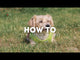 Ancol Viva Step In Dog Harness