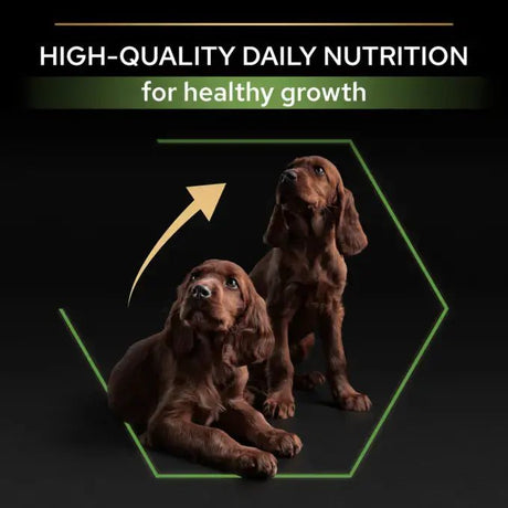 Pro Plan Large Athletic Puppy Healthy Start Chicken Dry Dog Food, Pro Plan, 3 kg