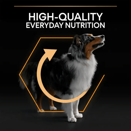 Pro Plan Medium Everyday Nutrition Chicken Dry Dog Food, Pro Plan, 14 kg