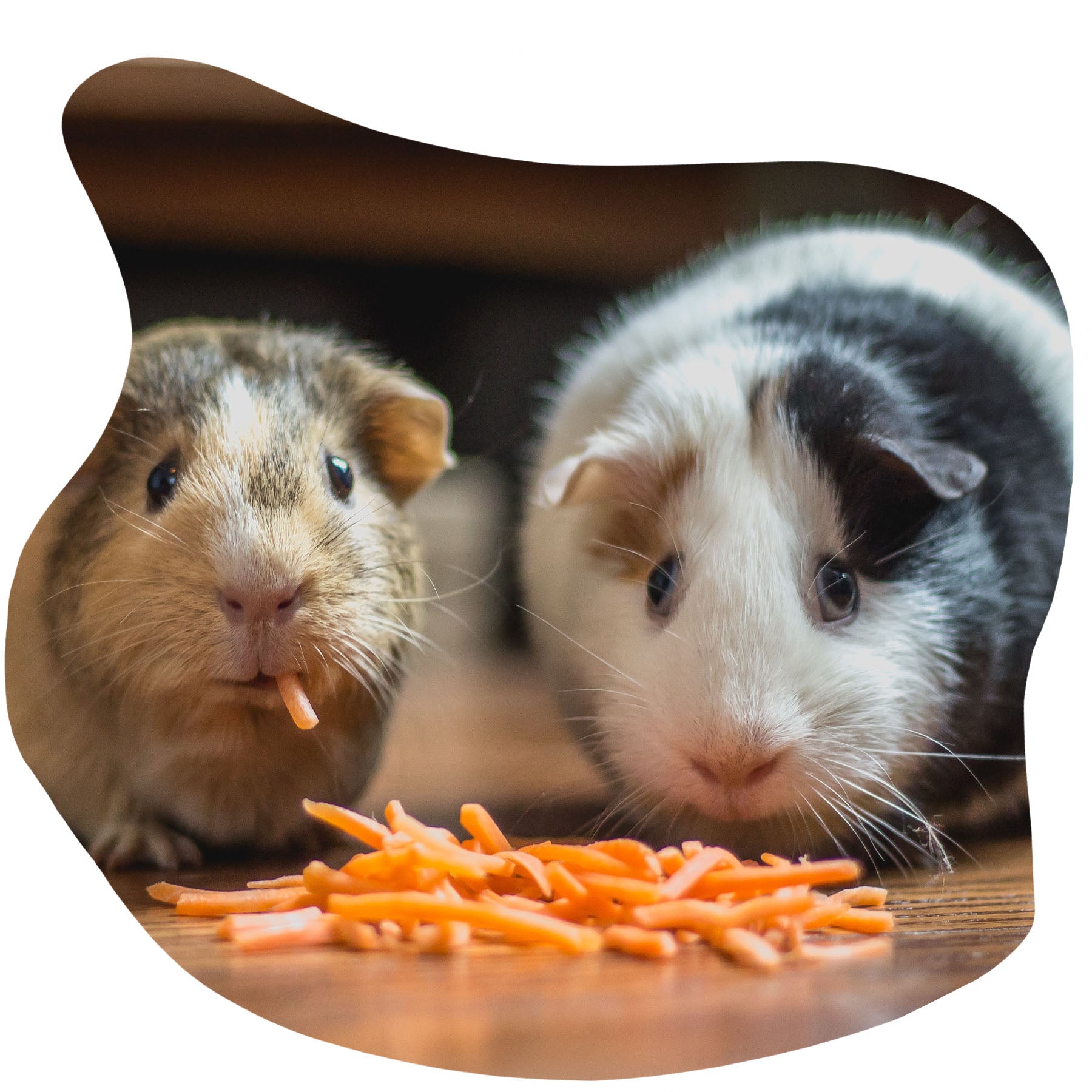 Two hamsters eating shredded carrots. Small Animal products link