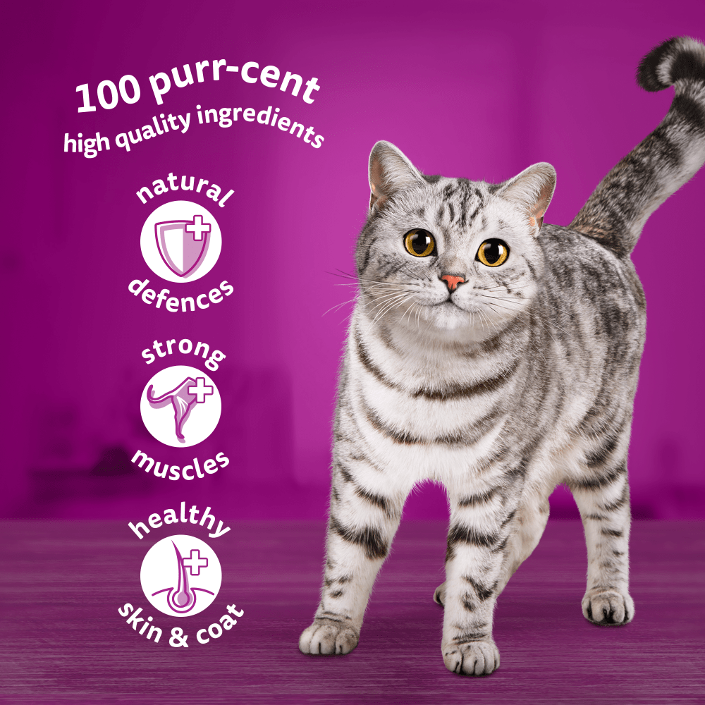 Whiskas 1+ Meaty Meals in Jelly Adult Wet Cat Food Pouches - 48 x 85g, Whiskas,