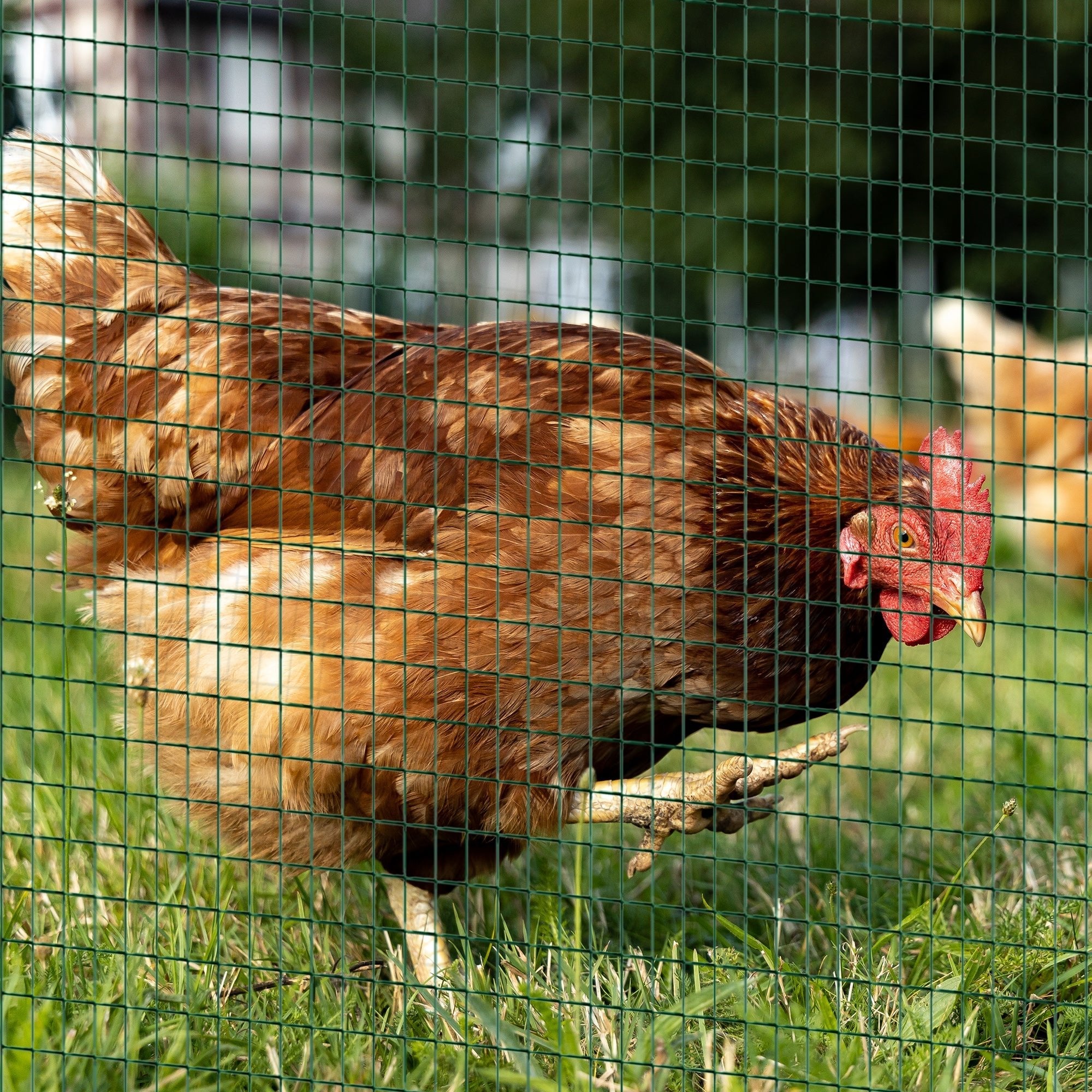 30m PVC Coated Wire Mesh Fencing for Poultry & Pet Enclosures, PawHut,