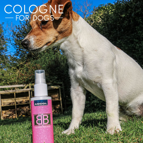 Ancol Dog Cologne BB Spray 100 ml, Ancol,