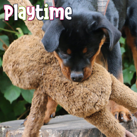 Ancol Playtime Sleepy Sloth Dog Toy, Ancol,