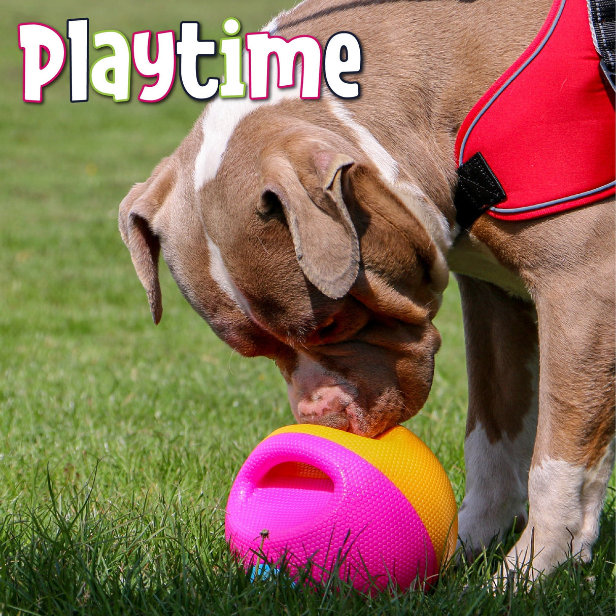 Ancol Playtime Squeaky Treat Ball | Two Sizes, Ancol, Large