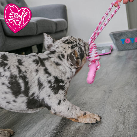 Ancol Small Bite Rope & Ring Puppy Toy, Ancol,