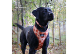 Ancol Soho Maple Leaf Dog Collar, Ancol, S 1-2