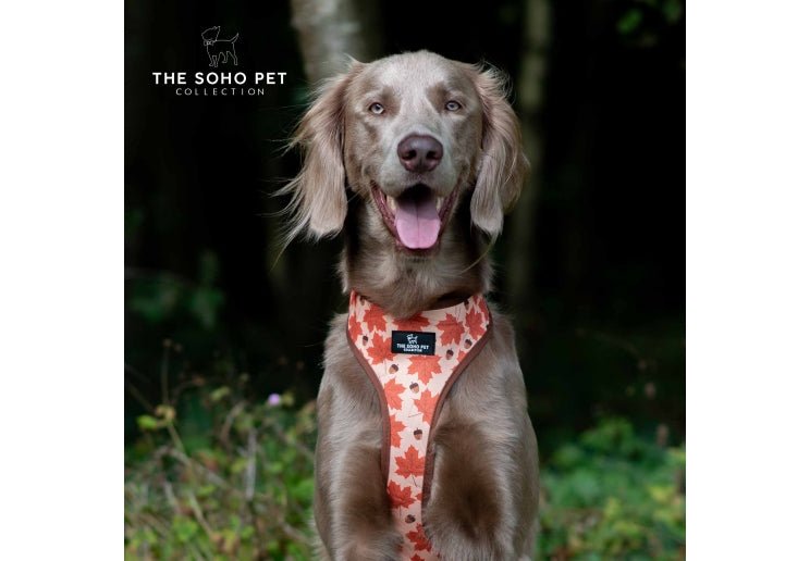 Ancol Soho Maple Leaf or Woodland Reversible Dog Harness, Ancol, XSmall