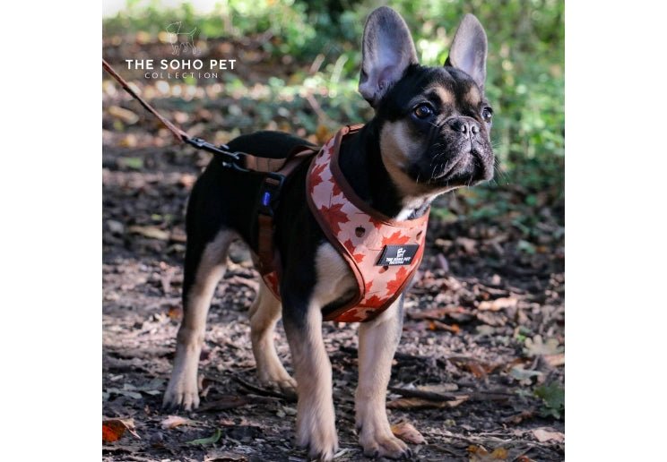Ancol Soho Maple Leaf or Woodland Reversible Dog Harness, Ancol, XSmall