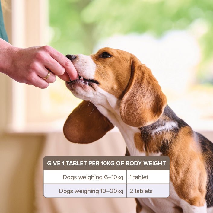 Beaphar One Dose Worming Tablet for Medium Dogs (x6), Beaphar,