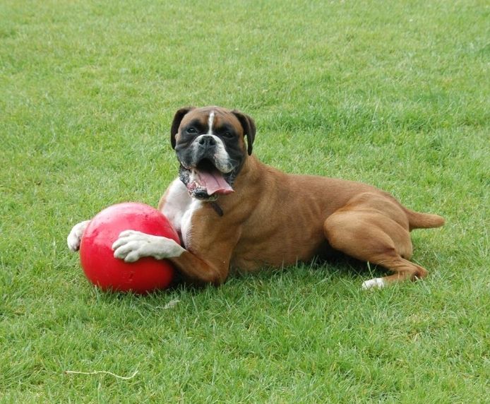 Boomer Ball, Company of Animals, 10 inch