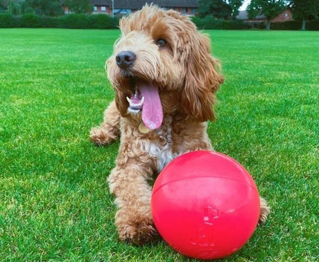 Boomer Ball, Company of Animals, 10 inch